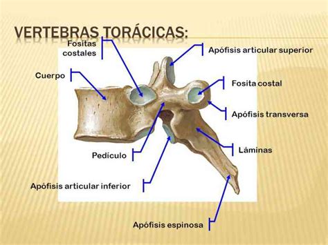 Partes De La Vertebra