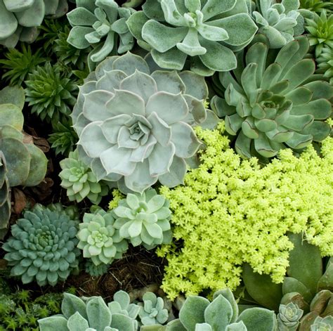 The Best Types Of Succulents To Grow And Care For In Your Own Home In