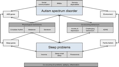 Frontiers Characterizing The Interplay Between Autism Spectrum