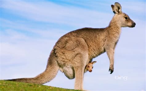 Kangaroo Marsupial Wallpapers Hd Desktop And Mobile Backgrounds