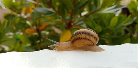 Snails for skin care: properties and uses of snail slime