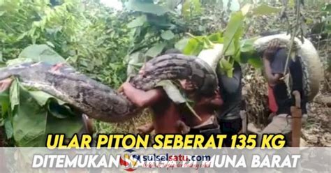 VIDEO Ular Piton Raksasa Seberat 135 Kg Ditemukan Warga Muna Barat