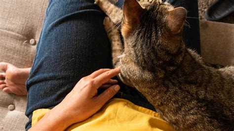 Dealing With Separation Anxiety In Cats Catology