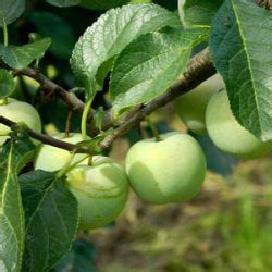 Alle Planten Prunus Domestica Reine Claude Verte Ringelotten