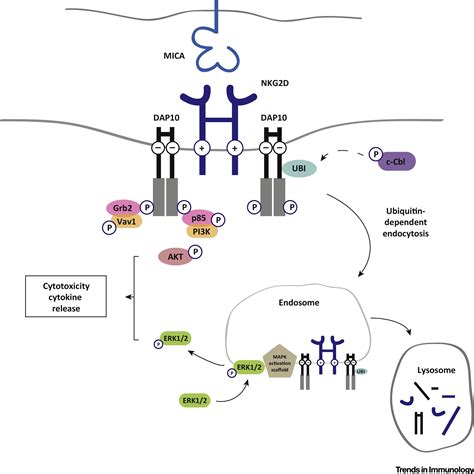 Regulation Of Nkg D Expression And Signaling By Endocytosis Trends In