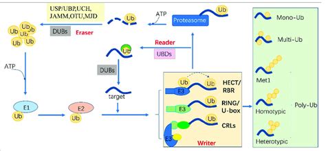 The Protein Ubiquitylation Cascade And Its Components Free Ub Ub