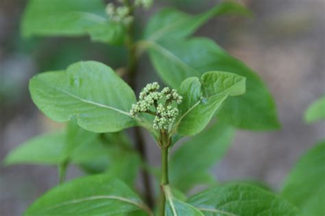 Viburnum Nudum Possumhaw Viburnum Smooth Witherod Southern Wild