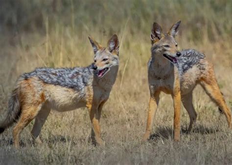 Jackal Behavior - AnimalBehaviorCorner