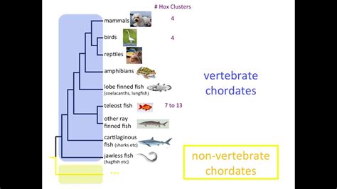 The Evolution Of Hox Genes Youtube