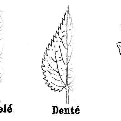 Examples of leaf margin shapes : Entire, Denticulate, Dentate, Sinuate ...