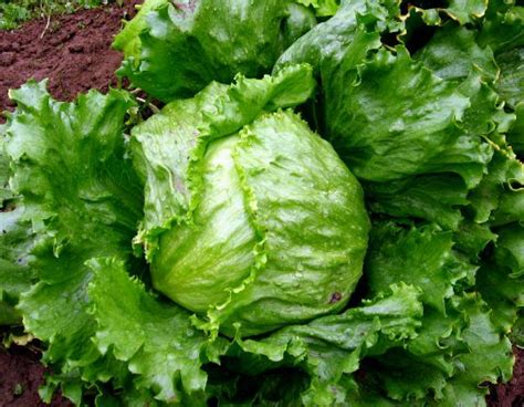 Сеем кочанный салат. Да-да, именно сейчас. | Cabbage salad, Cabbage, Salad
