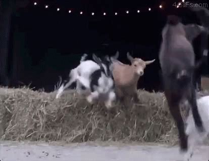 Radical Goat GIF - Radical Goat Jump - Discover & Share GIFs