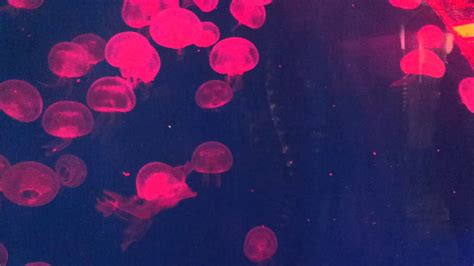 Glowing Jellyfish Wallpapers Images