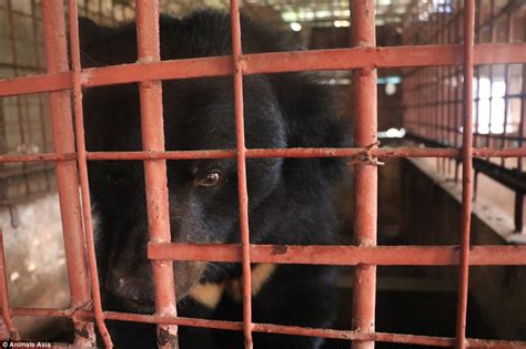 Moon Bears Freed After Years Trapped In Cages At Bile Farm In Vietnam