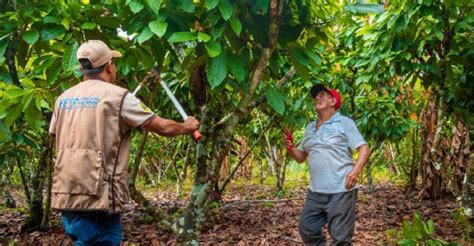 C Ritas Del Per Brinda Asistencia T Cnica A Peque Os Productores