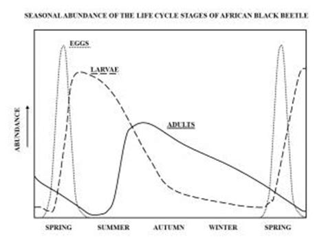 African black beetle in horticulture | Agriculture and Food