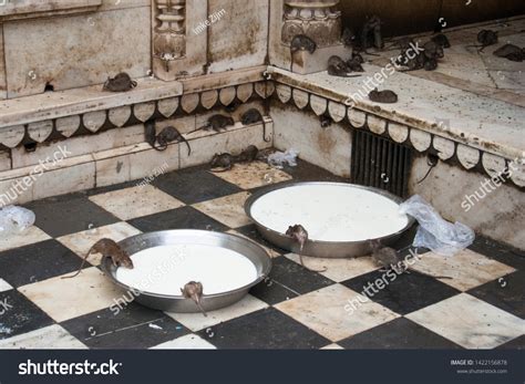 Rats Drinking Milk Karni Mata Temple Stock Photo 1422156878 Shutterstock