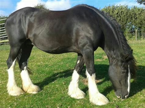 Shire Horse Shire Horse Largest Horse Breed Beautiful Horses