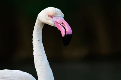 Los Flamencos Y Su Comportamiento De Cortejo Aves Mundo