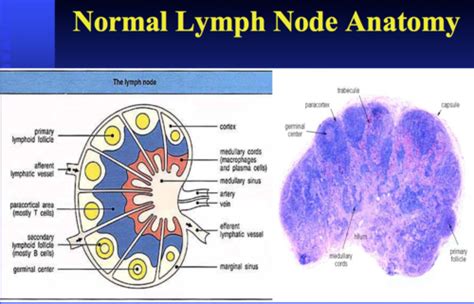 Lymph Nodes Histology Diagram