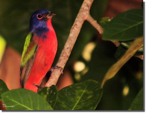 Painted Bunting Male The Painted Bunting Passerina Ciris Flickr