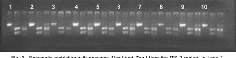 PDF MONITORING THE SEVERITY AND VARIABILITY OF BROWN RUST Puccinia