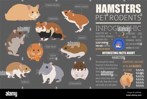 Hamster breeds icon set flat style isolated on white. Pet rodents collection. Create own ...