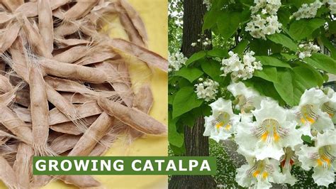 Northern Catalpa Tree Beans Fabulous Collection