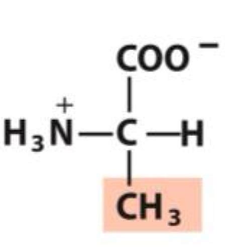 Les acides aminés structure Flashcards Quizlet