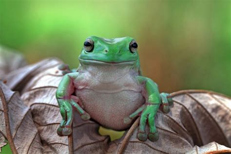 White's Tree Frog Care Guide - Diet, Lifespan & More » Petsoid