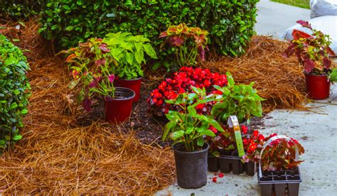 7 Tips For Calculating How Much Pine Straw Mulch You Need Crate And