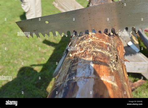 man lumber jack  stock photo alamy