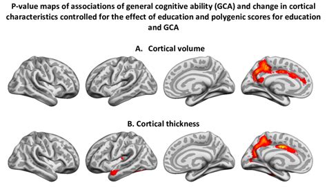 P Value Maps Of Associations Of General Cognitive Ability Gca And