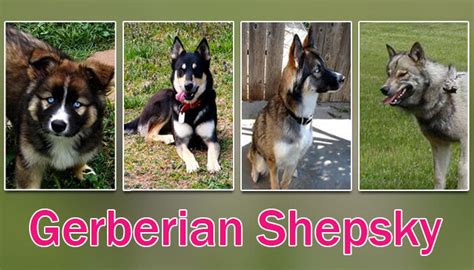 Gerberian Shepsky German Shepherd And Husky Mix