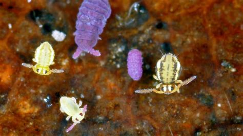 La Biodiversit Des Sols Ce Monde Cach Sous Nos Pieds Valu E L