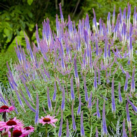 Kandelaber Garten Ehrenpreis Fascination Im Ca Cm Topf