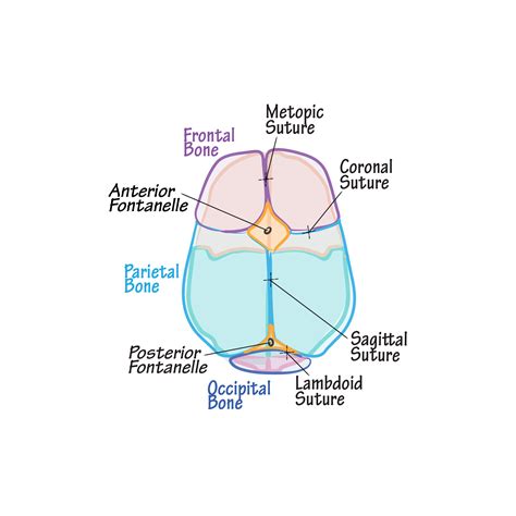 Embryology Glossary Skull Development Ditki Medical Biological