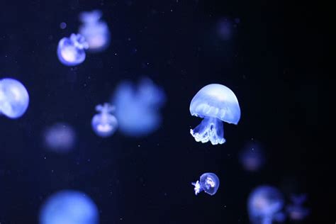 Jellyfish Desktop Wallpaper