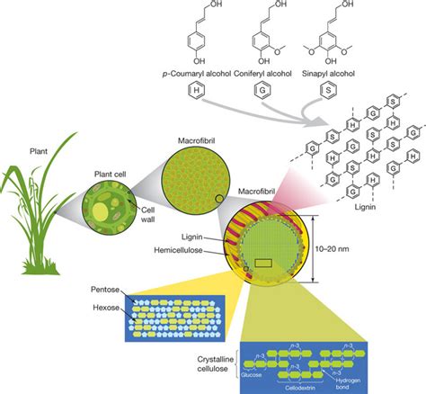 Structure Of Lignocellulose Learn Science At Scitable