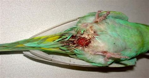 Why Is My Budgie Vomiting 5 Key Causes With Solutions