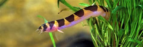 Kuhli Loach Care Guide Tank Diet And Breeding 2024