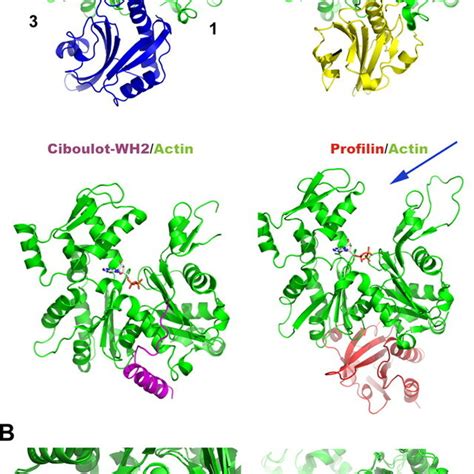 Twf-C and ADF/cofilin bind G-actin through a conserved mechanism. (A ... 