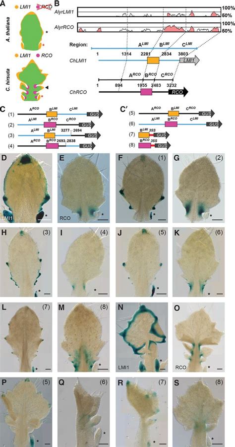 Coupled Enhancer And Coding Sequence Evolution Of A Homeobox Gene