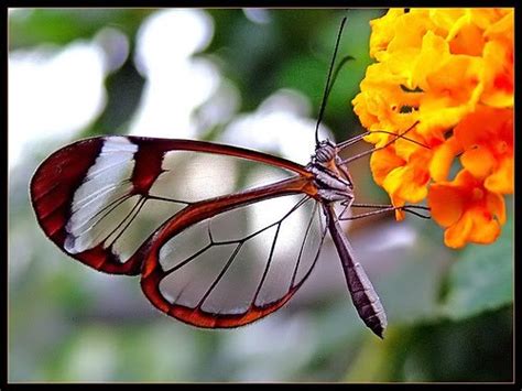 Borboleta transparente | Tudo Sobre Borboletas