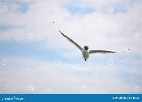 Flying Black And White Seagull Stock Photo Image Of Wildlife Single