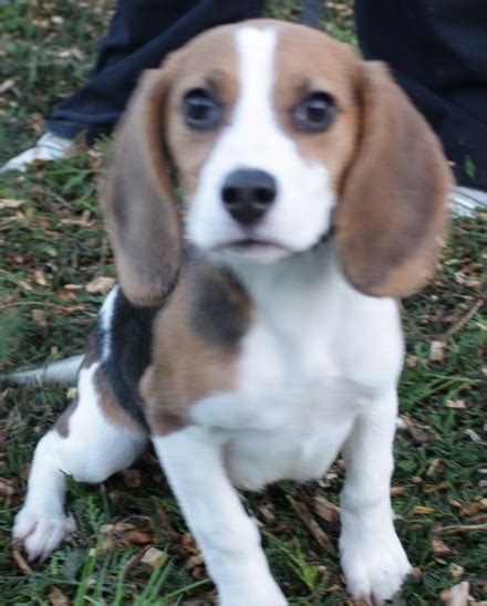 Bella 4 Month Old Female Beagle Dog For Adoption