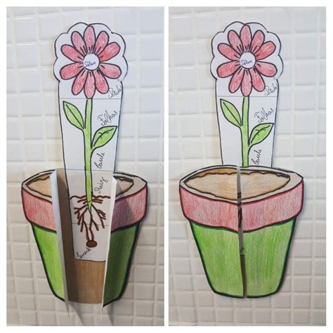 Partes de la planta worksheet – Artofit 