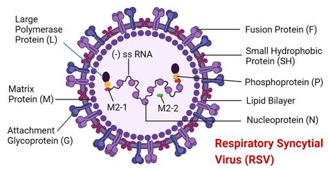 Overview of Respiratory Syncytial Virus / Virology