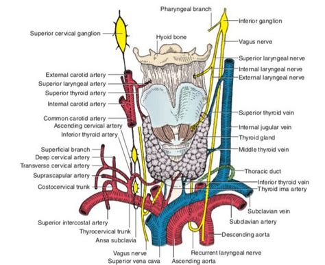 Neck Anatomy Medizzy