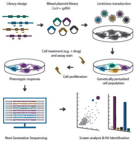 Crispr A Screeners Guide Carlos Le Sage Steffen Lawo Benedict C